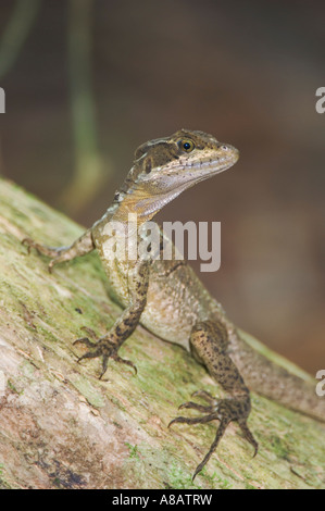 Common Basilisk Jesus Christ Lizard Basiliscus basiliscus female Manuel Antonio National Park Central Pacific Coast Costa Rica Stock Photo