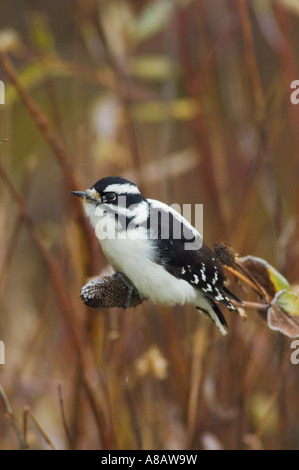 Downy Woodpecker Picoides pubescens female on flower seed stalk with fallcolors Grand Teton NP Wyoming September 2005 Stock Photo