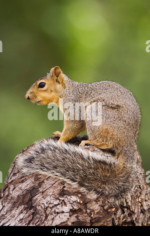 Eastern Fox Squirrel Sciurus niger adult on tree Uvalde County Hill Country Texas USA April 2006 Stock Photo