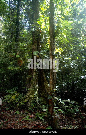 A section of rainforest in the plains of Venezuela's Gran Sabana, the ...