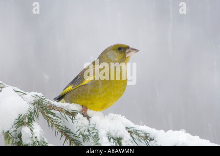 European Greenfinch Carduelis chloris male on sprouse branch with snow while snowing Oberaegeri Switzerland Dezember 2005 Stock Photo