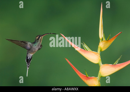 Green Hermit Hummingbird Phaethornis guy female in flight on Heliconia flower Central Valley Costa Rica Central America December Stock Photo