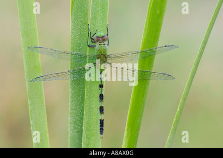 Great Pondhawk Erythemis vesiculosa adult resting on cattail covered in Dew  Rio Grande Valley Texas Stock Photo