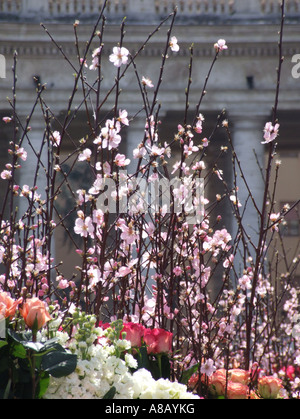 floral arrangement at easter in the vatican rome Stock Photo