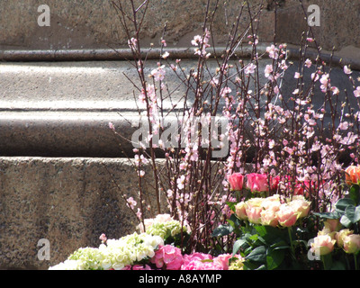 floral arrangement at easter in the vatican  rome Stock Photo