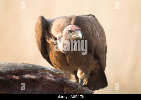 White-Backed Vulture (gyps africanus) at a kill, South Africa Stock Photo