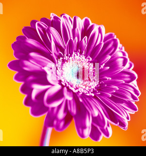 Gerbera, African Daisy macro close up Stock Photo