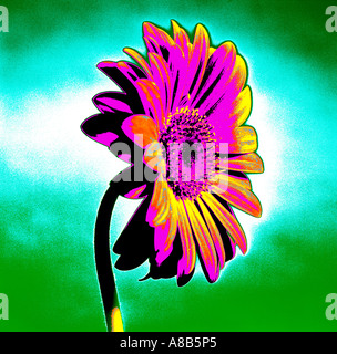 Gerbera "African Daisy" Stock Photo
