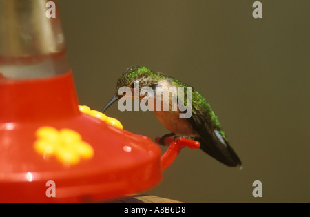 Female Ruby throated Hummingbird feeding from sugar water feeder Stock Photo