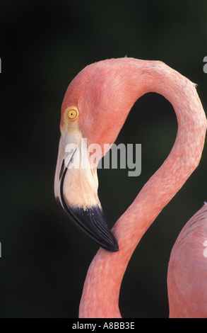 Aruba Dutch Caribbean Sonesta Island Flamingo Stock Photo - Alamy