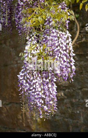 Blue Wisteria in flower Stock Photo