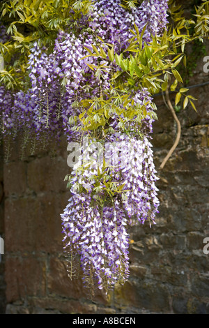 Blue Wisteria in flower Stock Photo