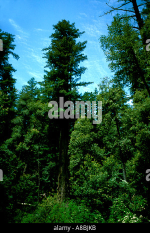 California Redwood forest environment Tree in Big Basin Redwoods State Park Stock Photo