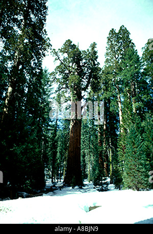 CA Sequoia and Kings Canyon National Parks General Sherman sequoiadendron giganteum Largest tree on earth Stock Photo