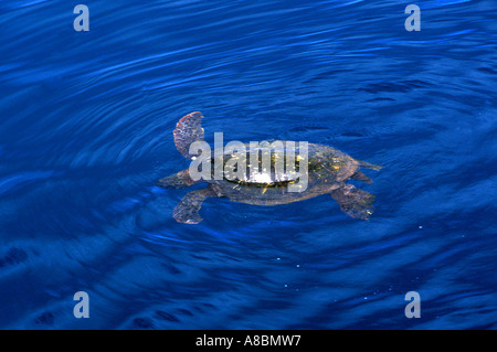 Hawaii Kauai giant green sea turtle Stock Photo