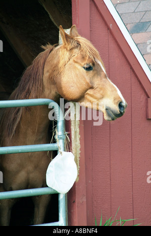 Horse Stock Photo