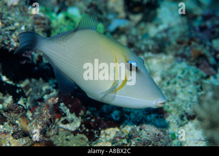 Scythe triggerfish Sufflamen bursa in north Sulawesi Indonesia Stock Photo