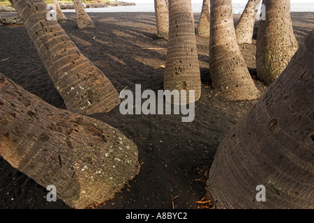 Coconut Tree root roots stump stumps on Punaluu black sand beach in the Big Island of Hawaii USA Stock Photo