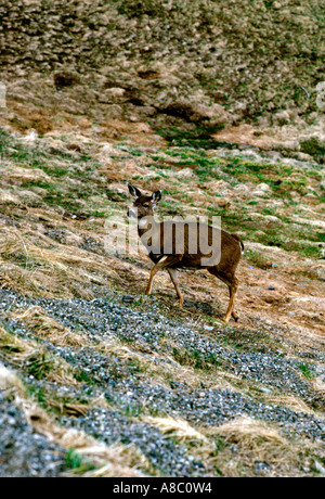 Washington Olympic National Park Hurricane Ridge deer Stock Photo