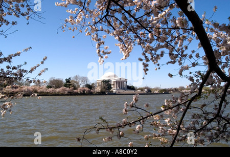 Washington DC Cherry Blossom Festival Cherry blossoms and Jefferson Memorial Stock Photo