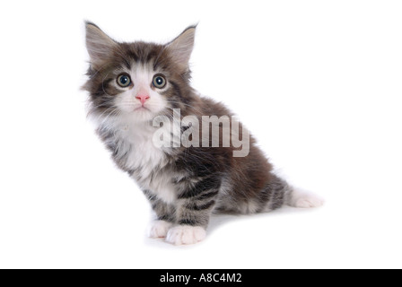 Norwegian forest Stock Photo