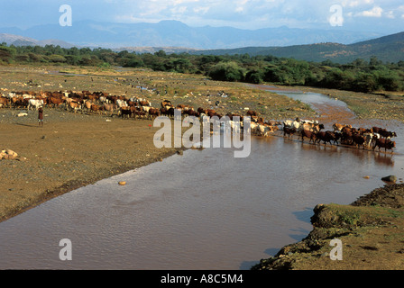 cattle crossing Kulfo river in the Rift Valley, Arba Minch, Ethiopia Stock Photo