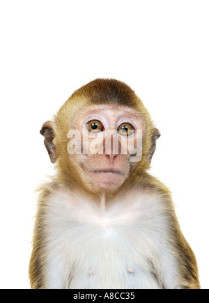 Java Macaque Monkey Stock Photo