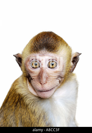 Java Macaque Monkey Stock Photo