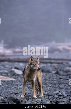 Coastal grey wolf Canis lupus on beach Cracroft Island BC Canada Stock Photo