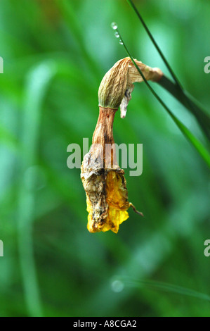 Wilting daffodil Stock Photo