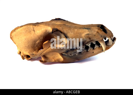 Red fox Vulpes vulpes skull