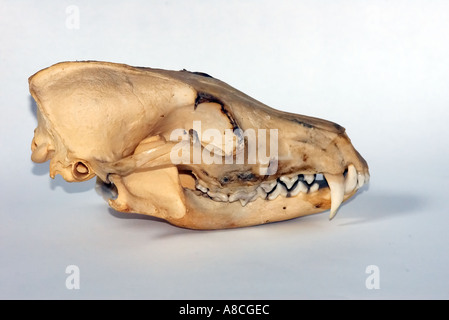 Red fox Vulpes vulpes skull