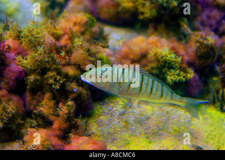 seabream in shallow waters at Halkidiki Greece Stock Photo