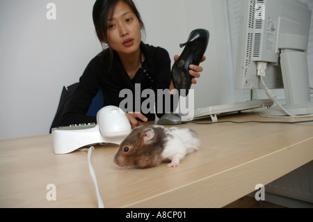 oriental woman at an office desk about to hit a hamster with her high heel shoe Stock Photo