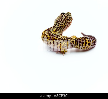 leopard gecko Stock Photo