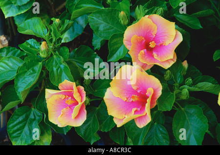 Plant For Sale At Chatuchak Weekend Market Stock Photo Alamy