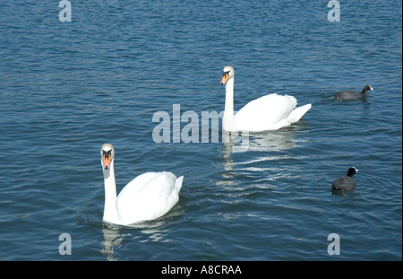 Swans in Zurichsee Lake in the beautiful city of Zurich Switzerland Stock Photo