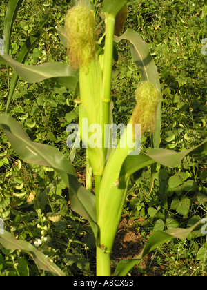 NMJ98735 Sweet Corn Varun Farm House Panvel Maharashtra India Stock Photo