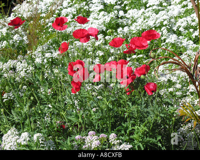 Red Poppy Flowers Stock Photo - Alamy