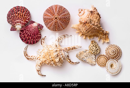 marine shell collection white background Stock Photo