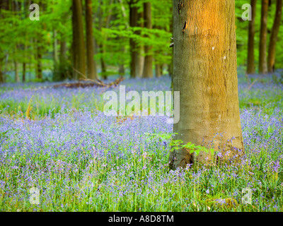 Wild Hyacinthoides non Scripta or Bluebells in spring Micheldever Woods Hampshire UK Stock Photo
