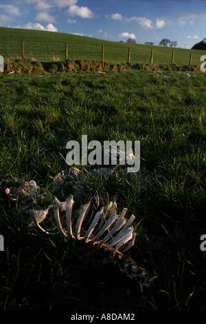 Sheeps Skeleton Stock Photo