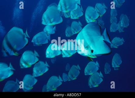 Batfish school Platax orbicularis Red Sea Egypt Stock Photo