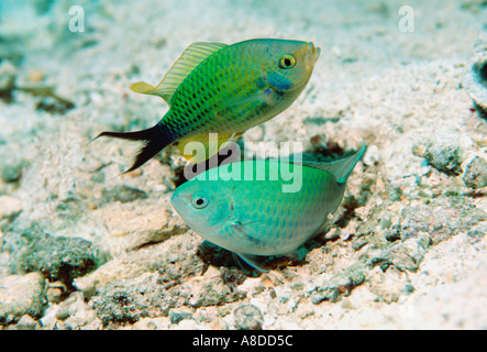 Blue green chromis Chromis viridis pair spawning Sulawesi Indonesia Indian Ocean Stock Photo