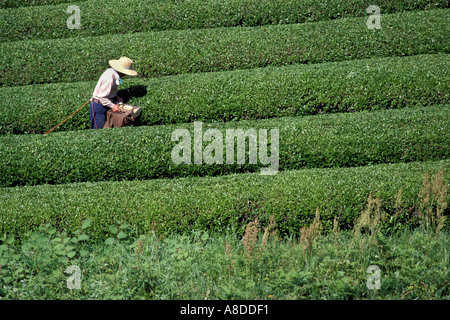 A tea farmer walking between orderly rows of green tea in a tea field while picking tea leaves by hand in Shizuoka, Japan. Stock Photo