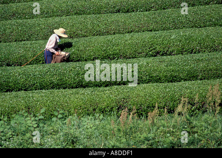 A tea farmer walking between orderly rows of tea while picking tea leaves by hand in Shizuoka