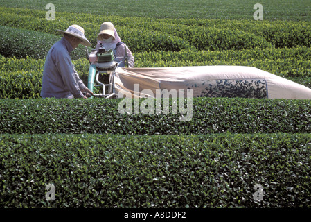 Tea farmers walking between orderly rows of tea while harvesting tea leaves with an automatic tea picking machine in Shizuoka
