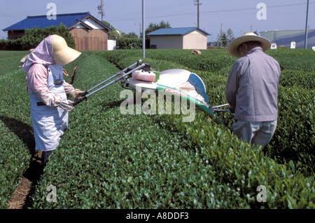 Tea farmers walking between orderly rows of tea while harvesting tea leaves with an automatic tea picking machine in Shizuoka