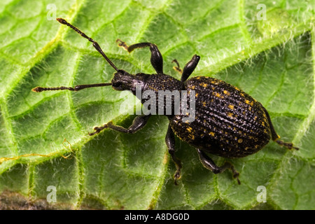 The black vine weevil Otiorhynchus sulcatus Fabricius on leaf potton bedfordshire Stock Photo