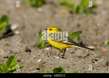 Yellow wagtail Motacilla flava standing looking alert on cultivated ground ashwell hertfordshire Stock Photo